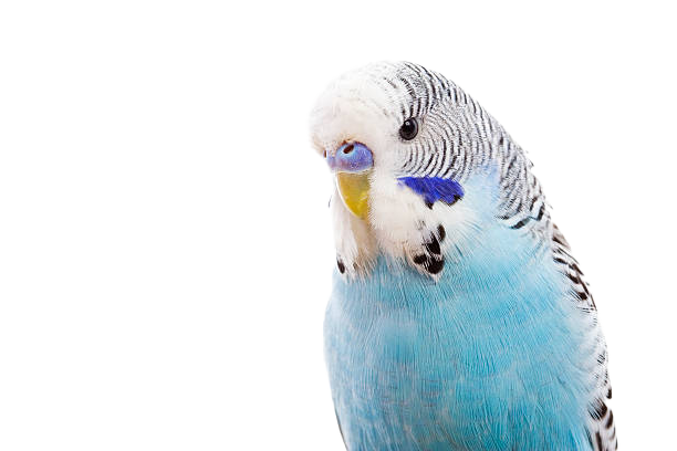 Budgie png images download for free – PNG Pics