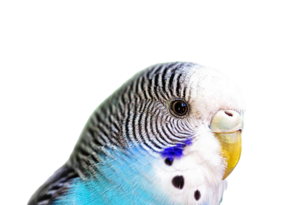 Budgie Png Images Download For Free – Png Pics