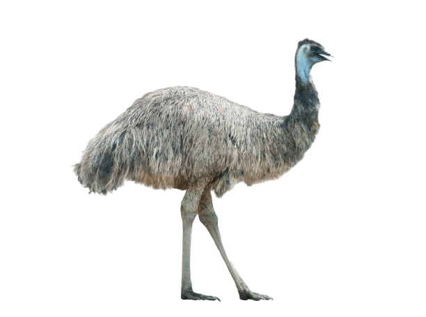 Emu png images – PNG Pics