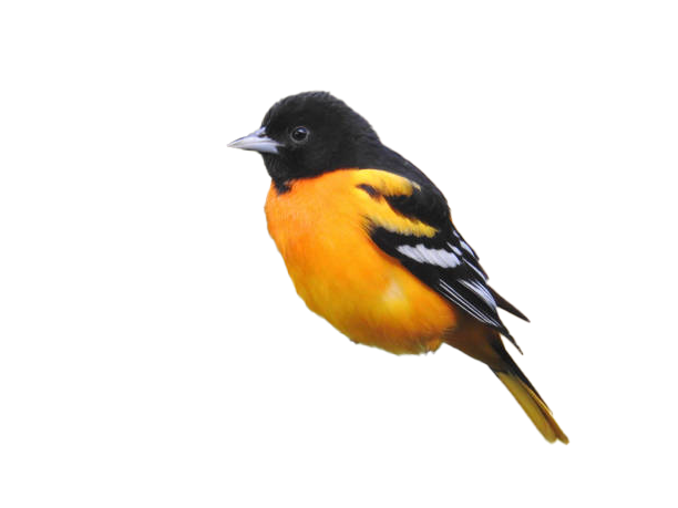 Oriole png images download for free – PNG Pics