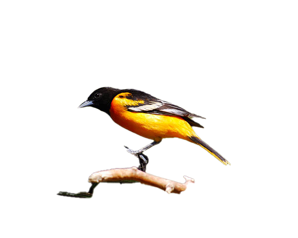 Oriole png images download for free – PNG Pics