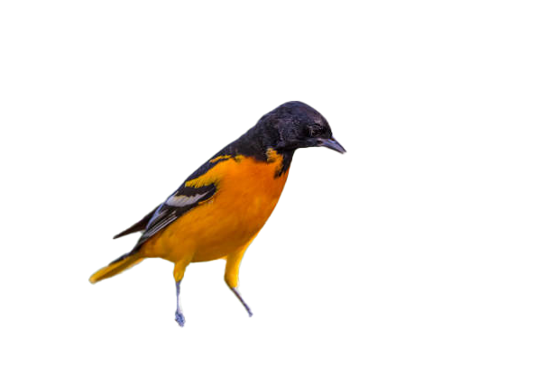 Oriole png images download for free – PNG Pics