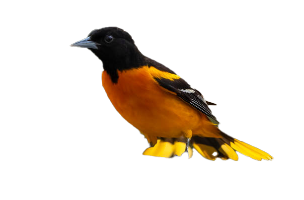 Oriole png images download for free – PNG Pics