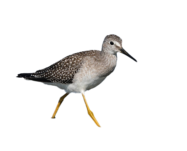 Sandpiper png images – PNG Pics